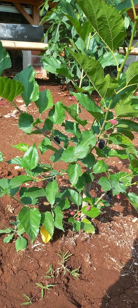 تصویر آپلود شده توسط Lakshmi Ariyiani