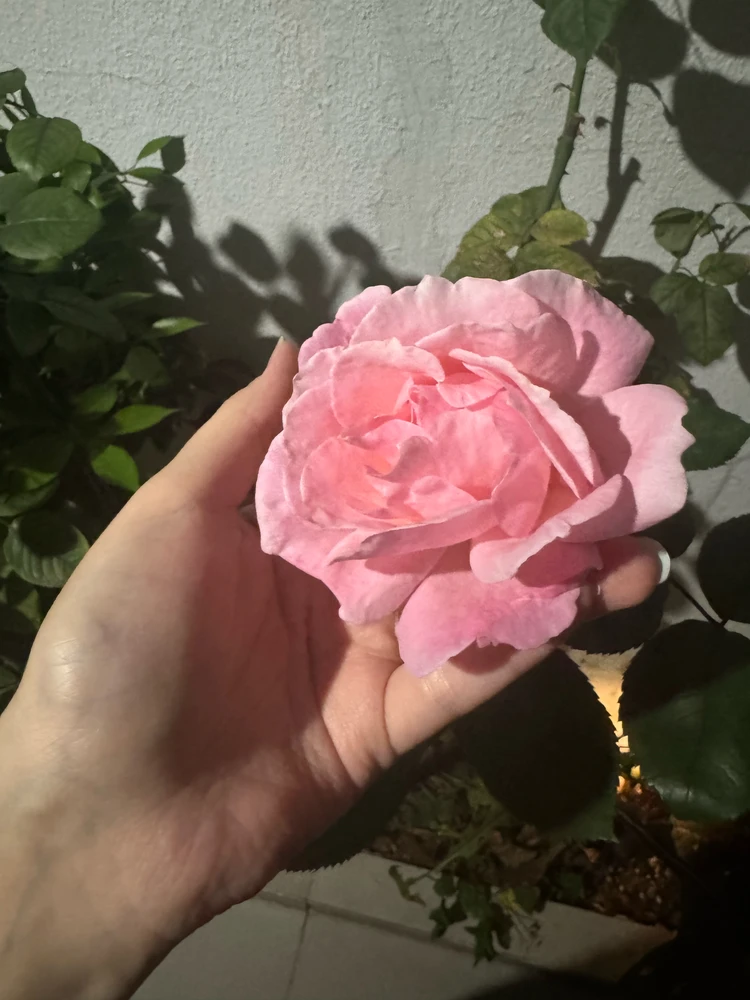GIF הועלה על ידי Katrin