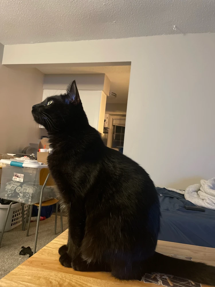 GIF lastet opp av Jackson