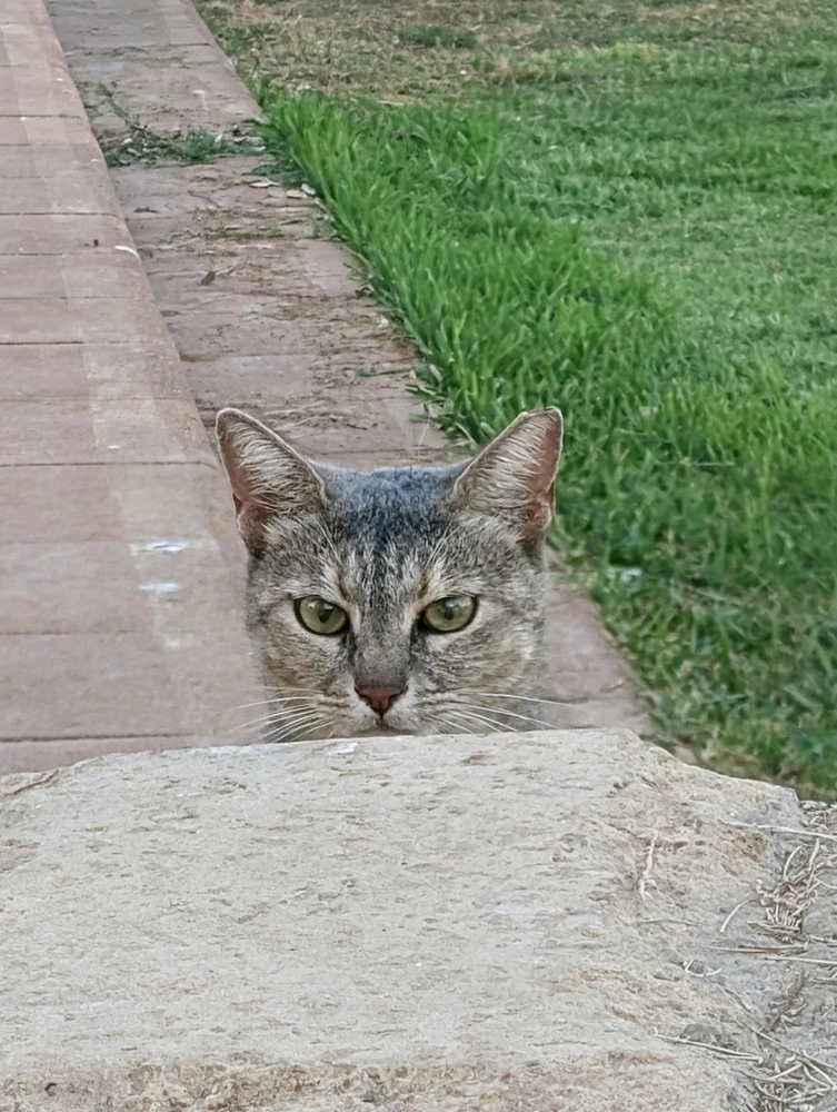 GIF încărcat de Aviv