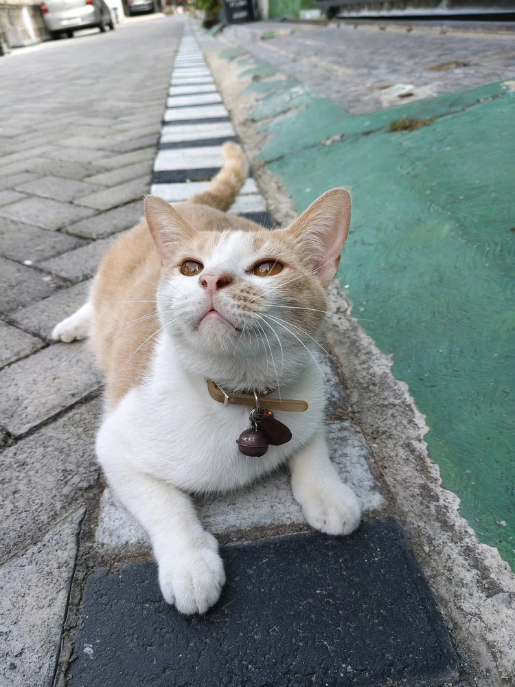 GIF încărcat de Olif