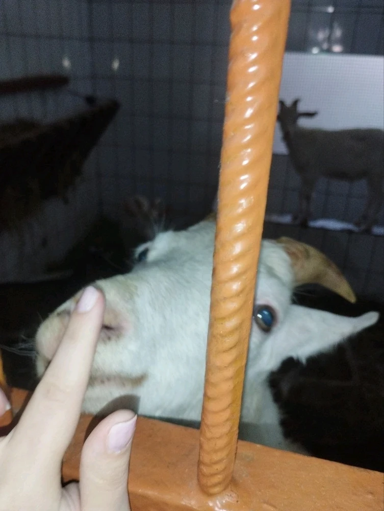 GIF Анна tarapyndan ýüklenen