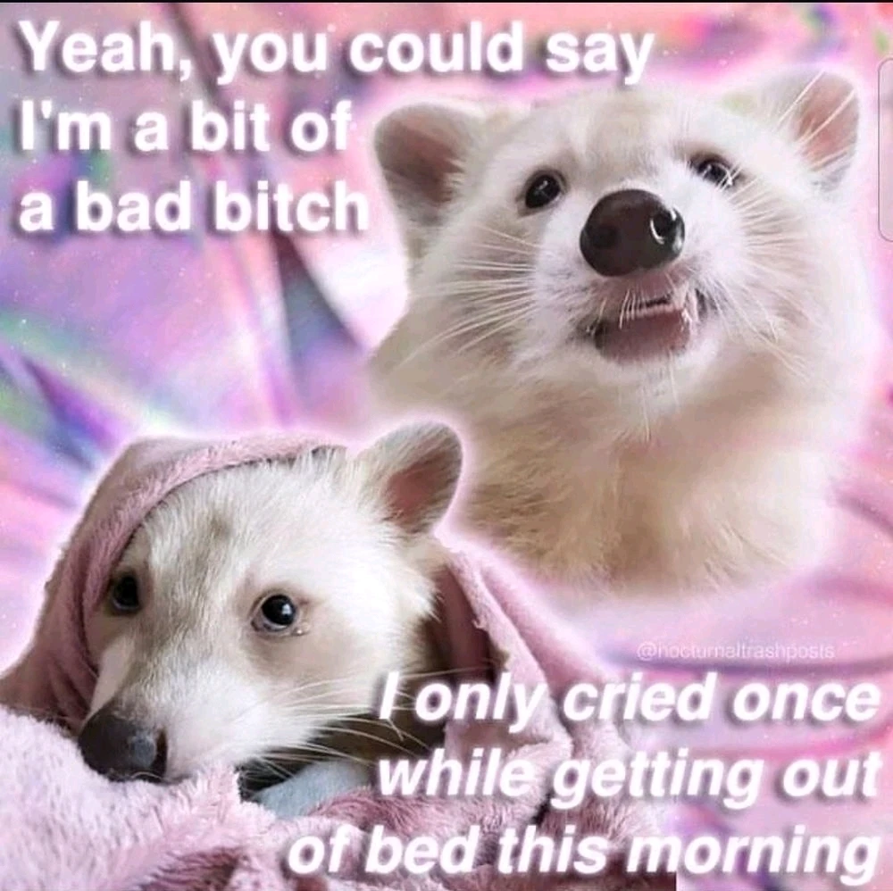 Àwòrán tí Coyote fi sí