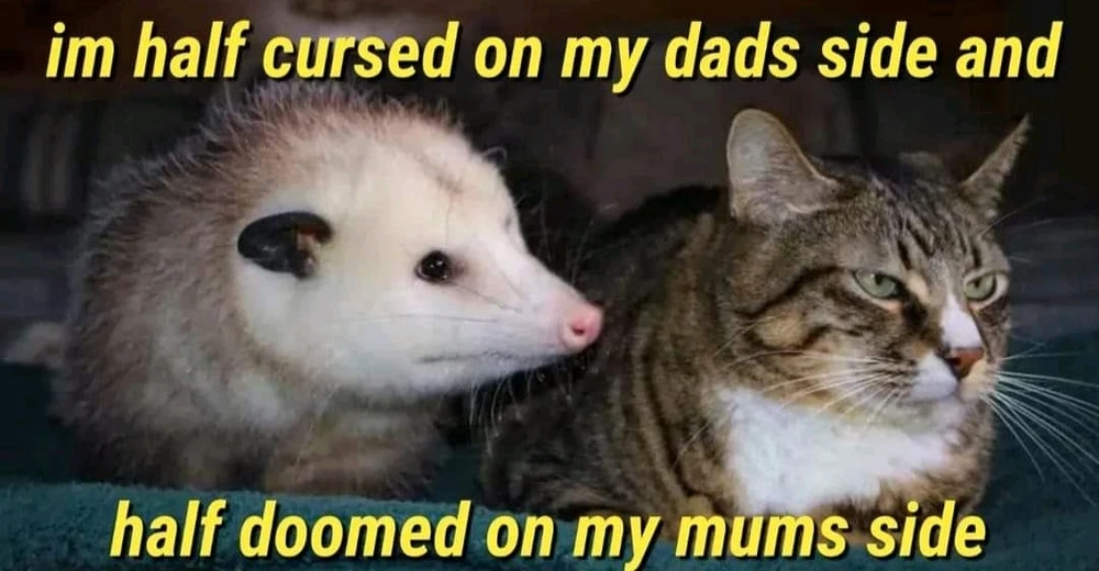 Àwòrán tí Coyote fi sí