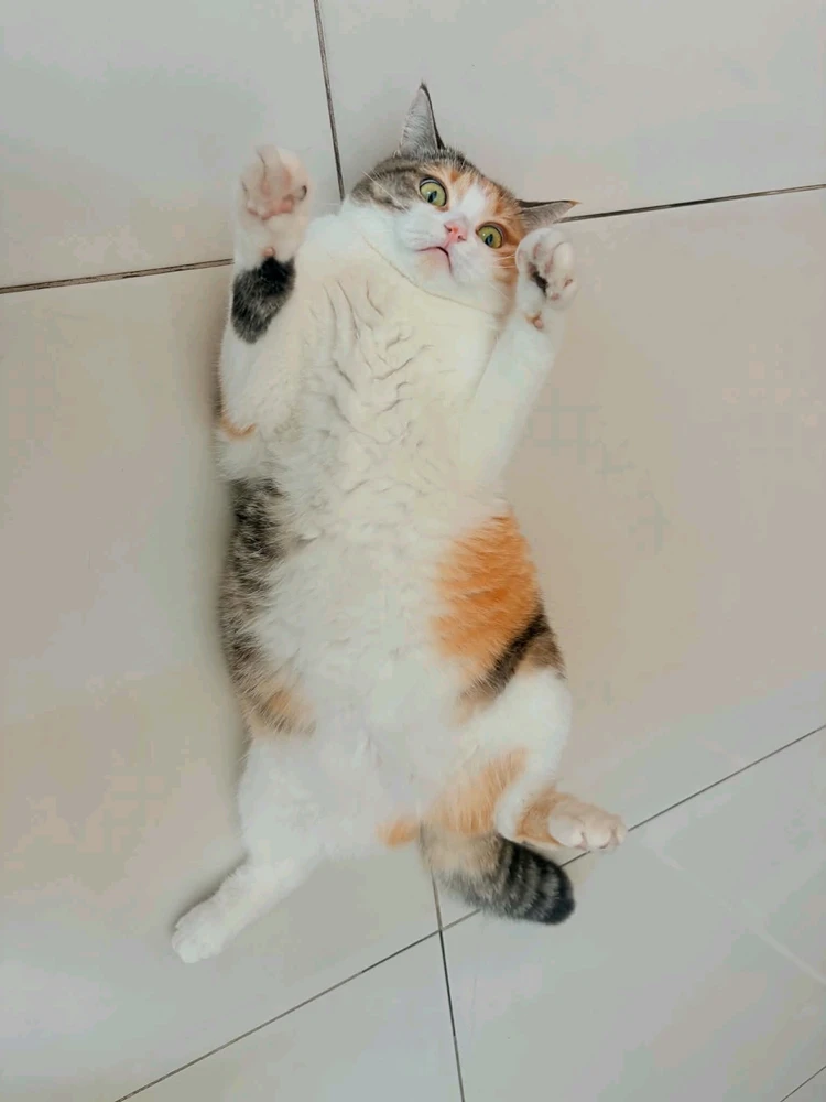 BB байршуулсан GIF