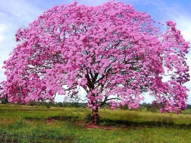 ANNA پاران اپ لوڊ ڪيل تصوير