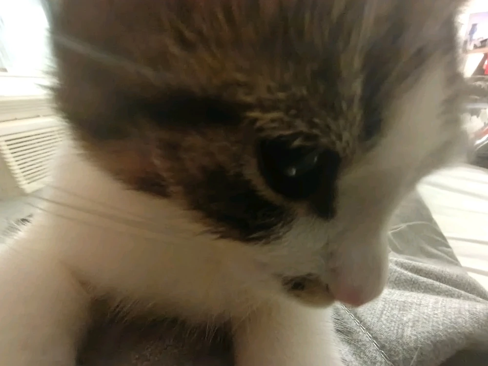 Jai йөкләгән GIF