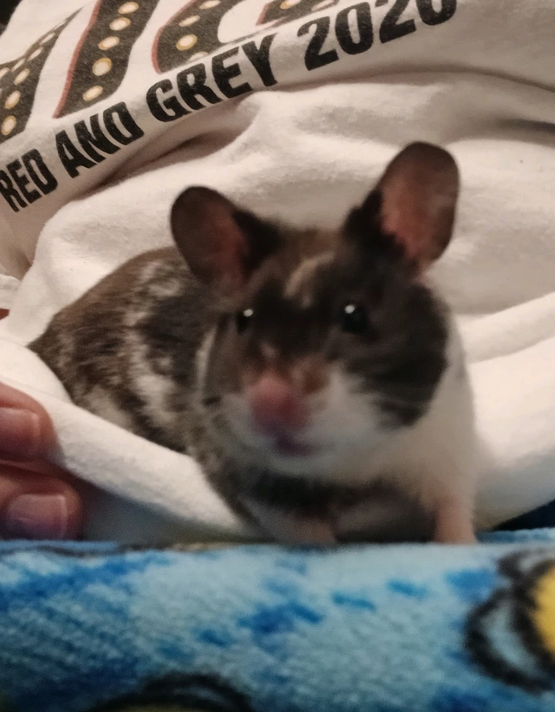 My fur baby teddy 