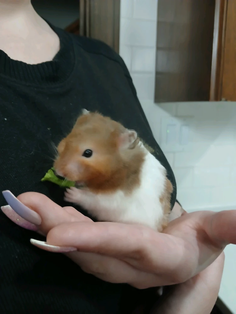 My fur baby Reggie 