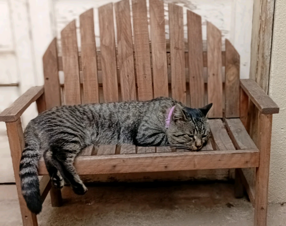 Gambar diunggah oleh Chachis Rodriguez