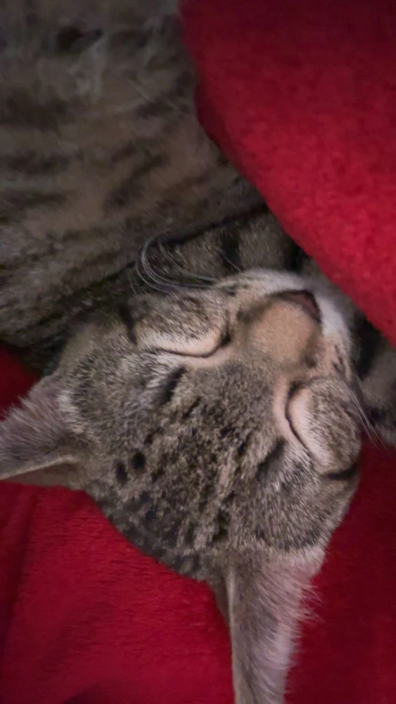 GIF uploaded by Taylor