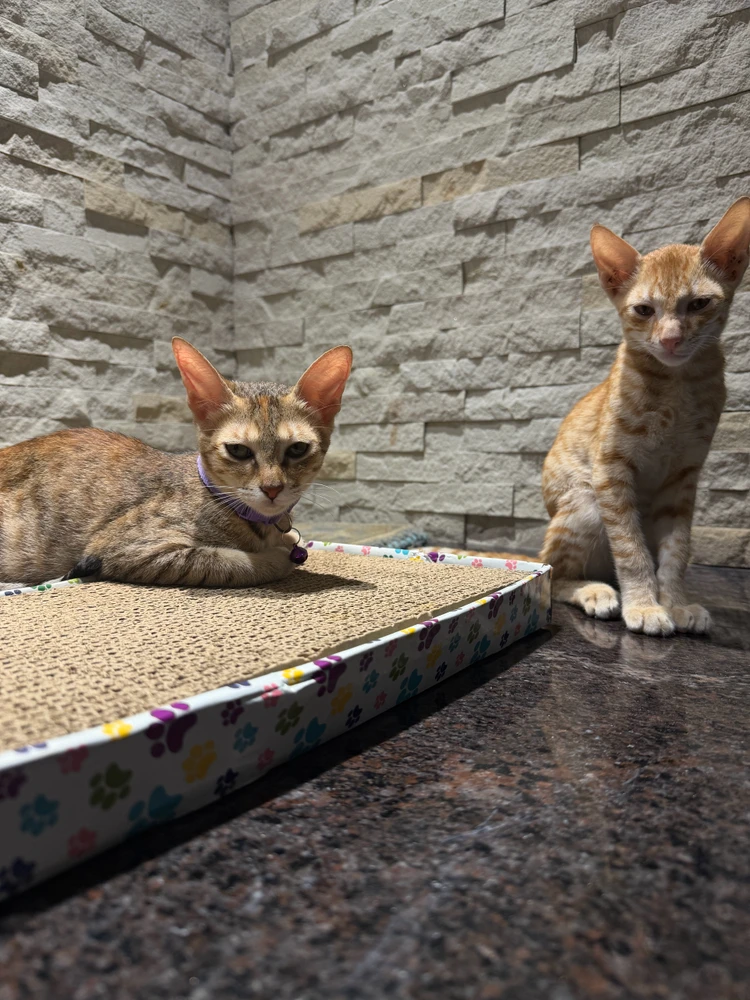 GIF uploaded by krish