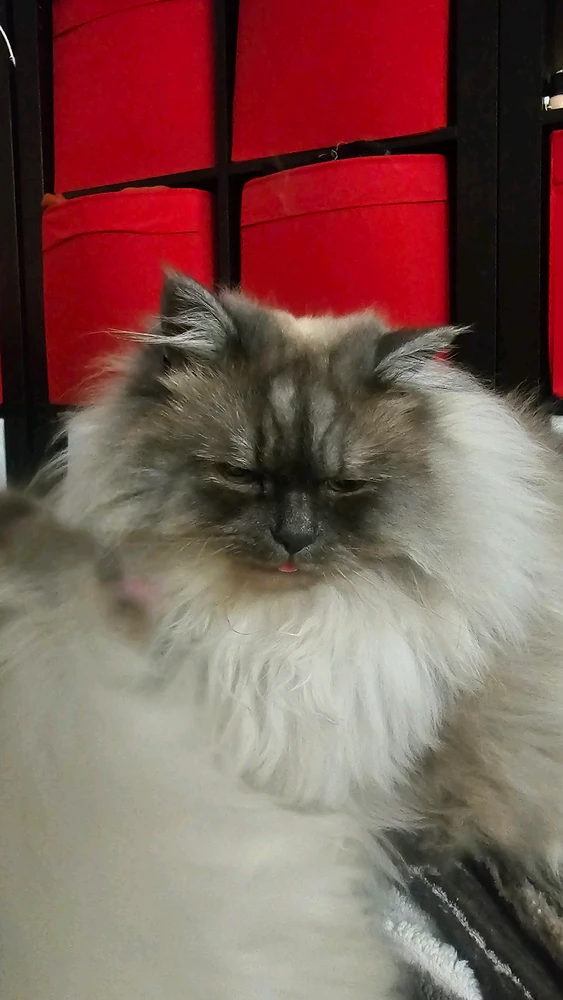 GIF Mylse tərəfindən yükləndi