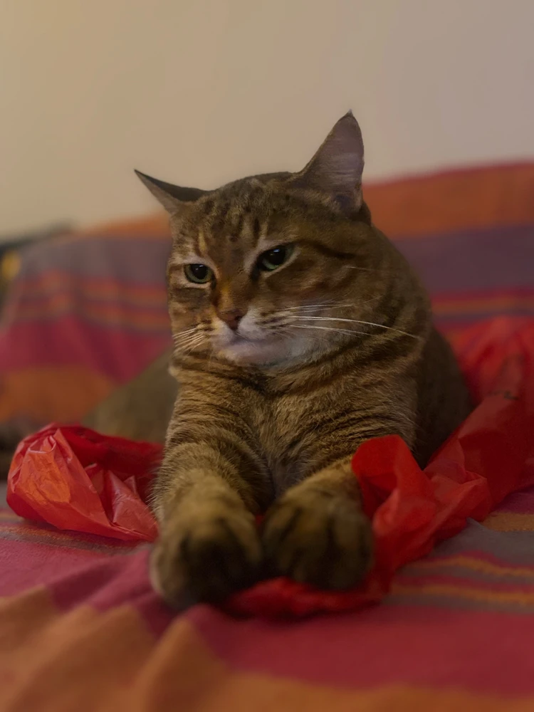 GIF uploaded by A_Whim_Freak