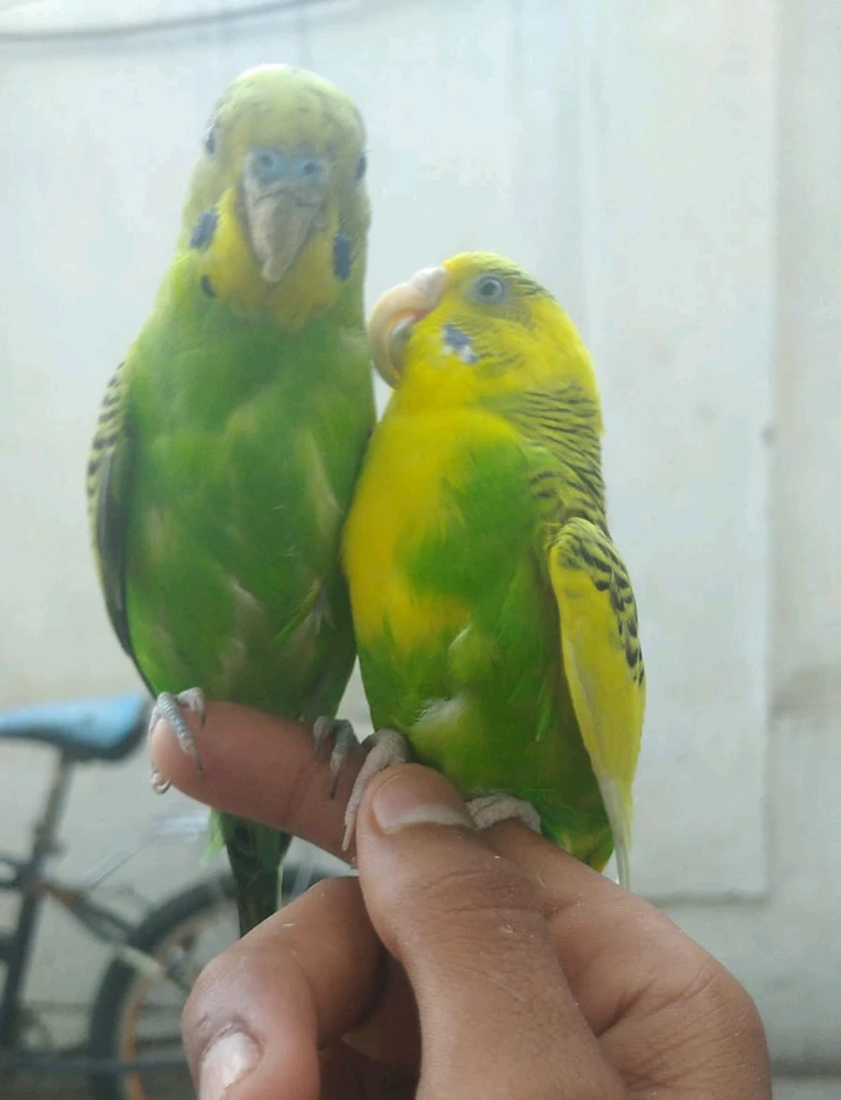 GIF uploaded by Hassan