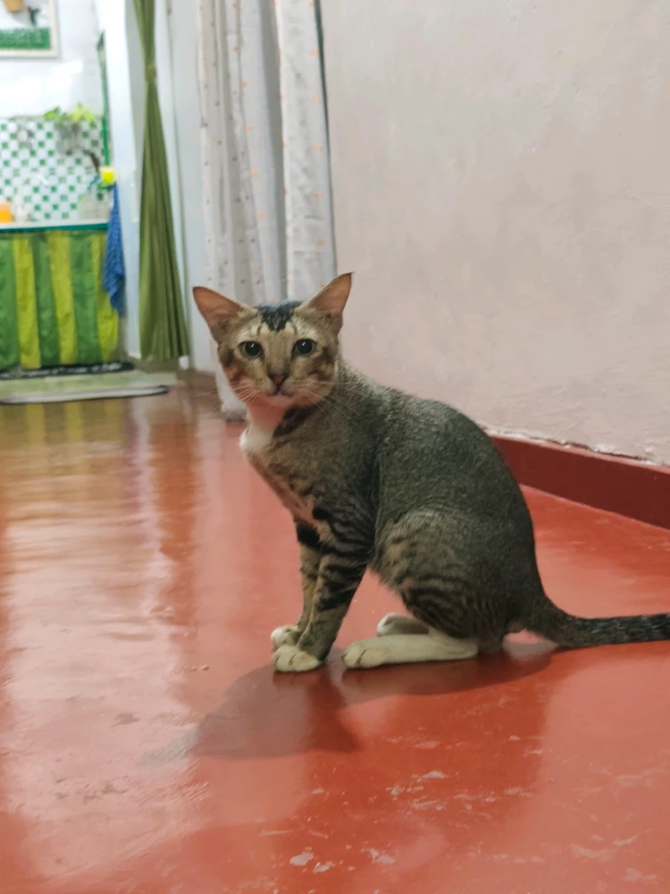 GIF încărcat de Rahul