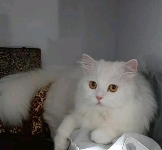 Imagine încărcată de Hiva