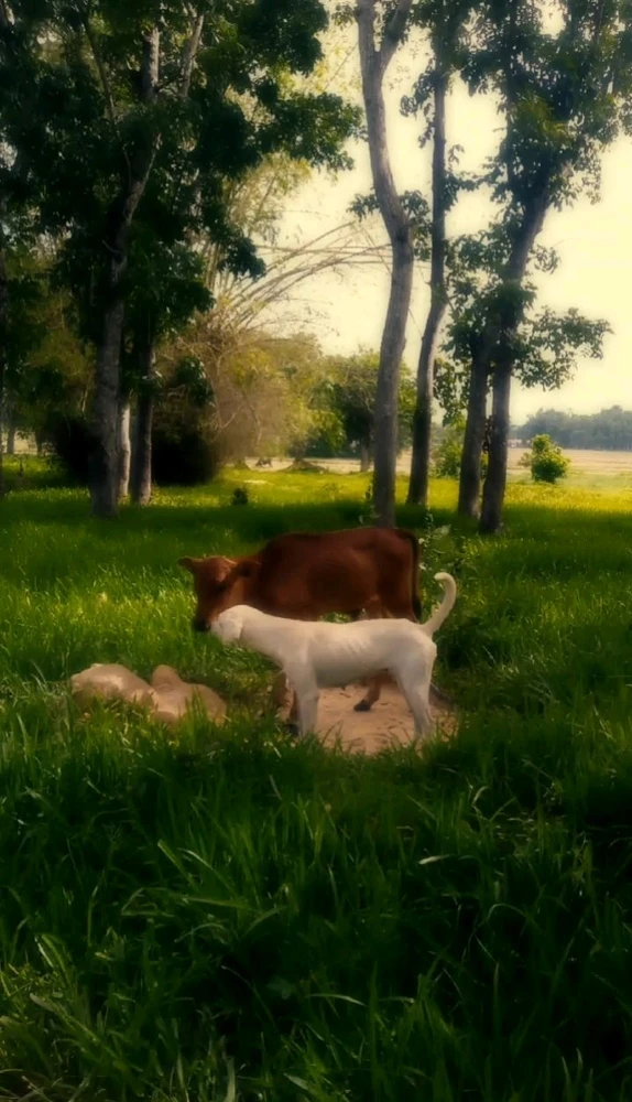 GIF качен от Maya