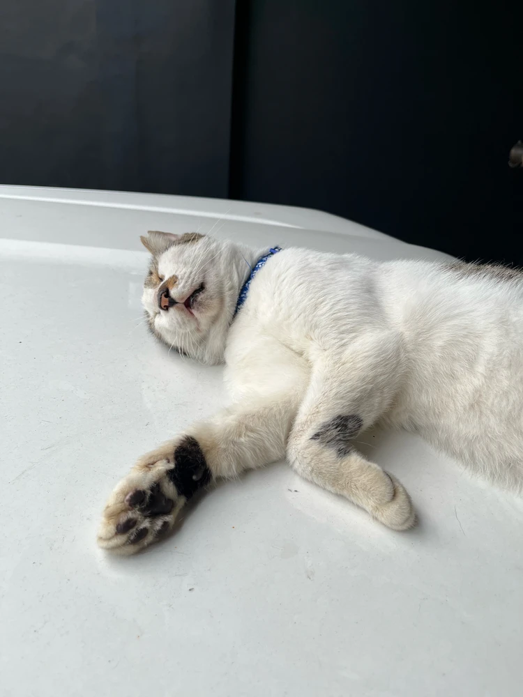 GIF încărcat de James Cedrick Odrada
