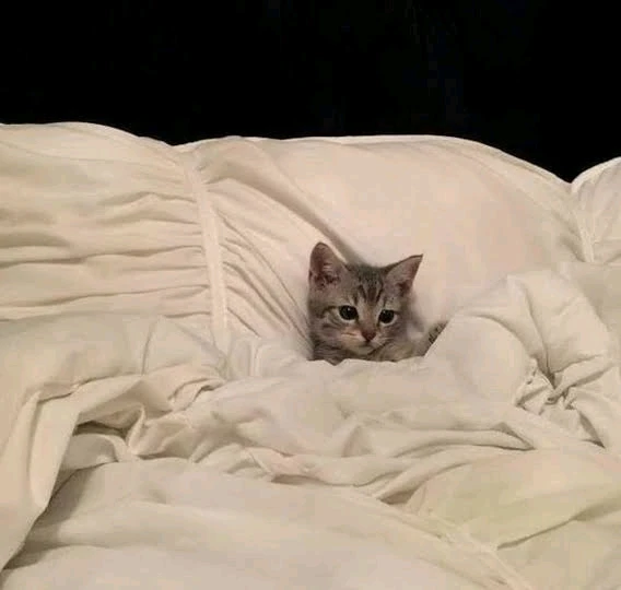 ꨄ𝐃ꨄ پاران اپ لوڊ ٿيل GIF
