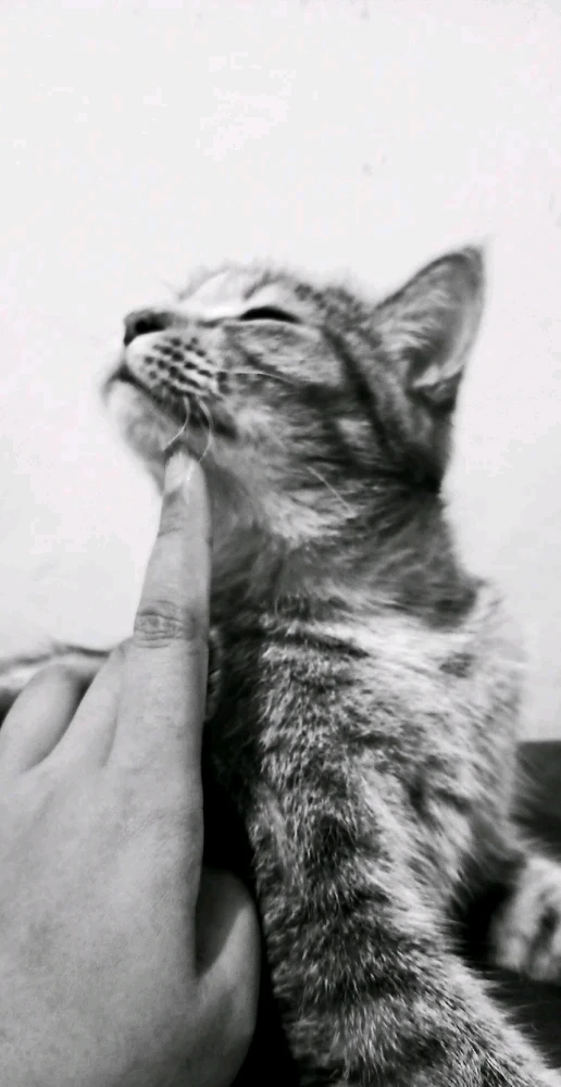 GIF încărcat de ꨄ𝐃ꨄ