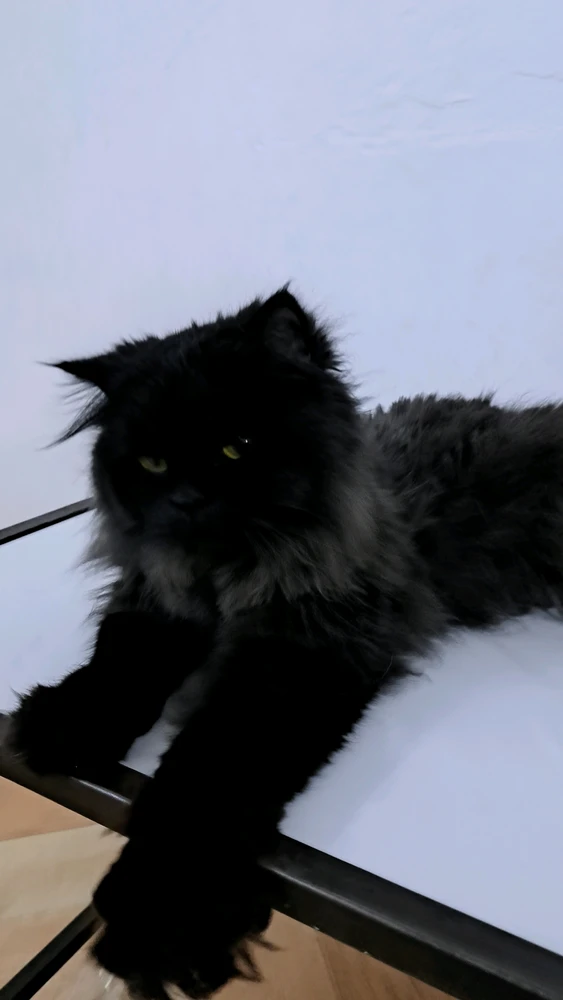 GIF încărcat de hank