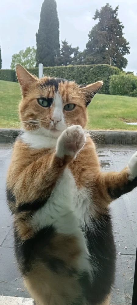 GIF încărcat de Alessandro