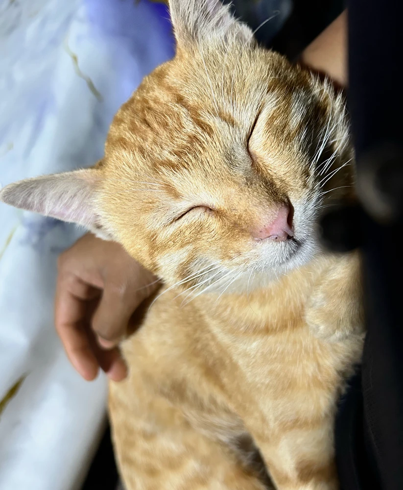Indah Situmorang님이 올린 사진