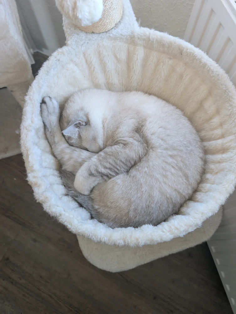 GIF încărcat de Rafael