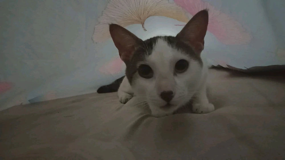 GIF încărcat de Kyla