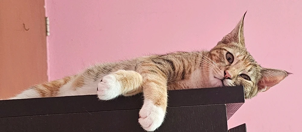 GIF încărcat de Wilfred🇵🇷