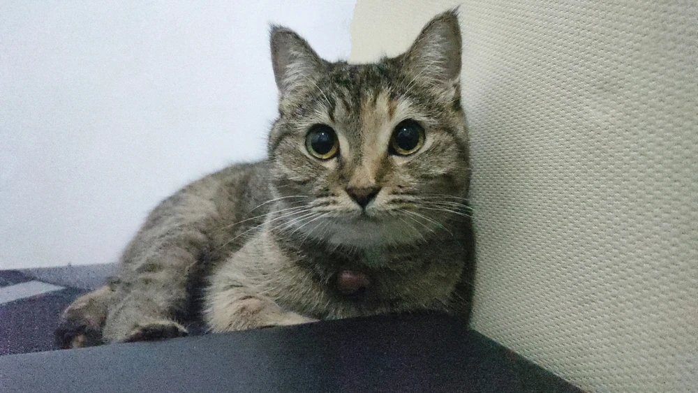 GIF ꨄ𝐃ꨄ tərəfindən yükləndi