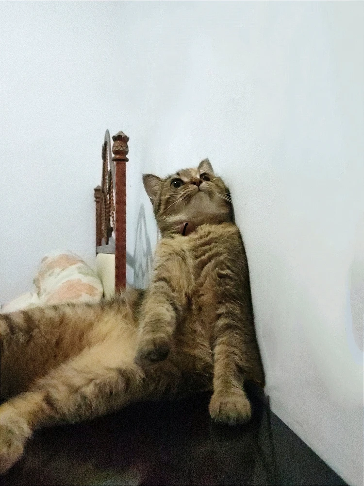 GIF încărcat de ꨄ𝐃ꨄ