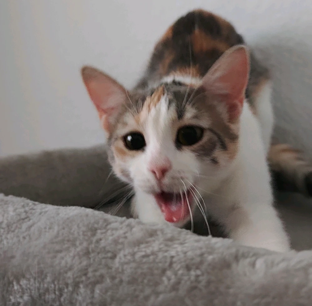 GIF încărcat de Nico