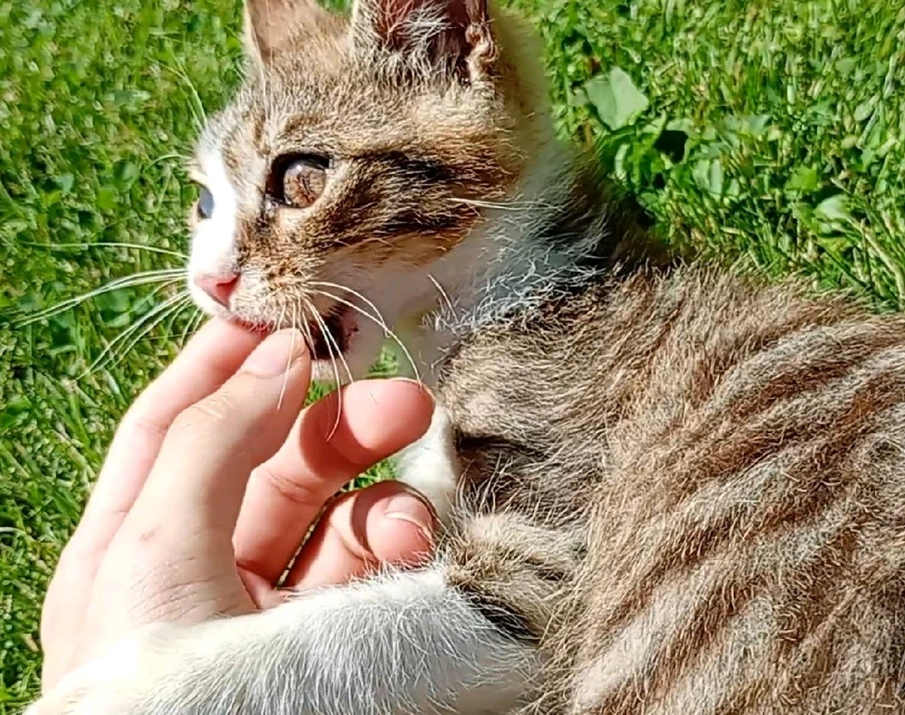 GIF încărcat de Samuel