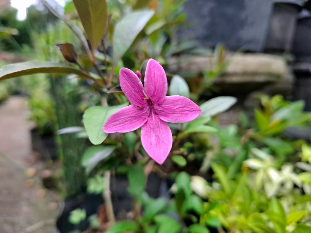 Image uploaded by Edo