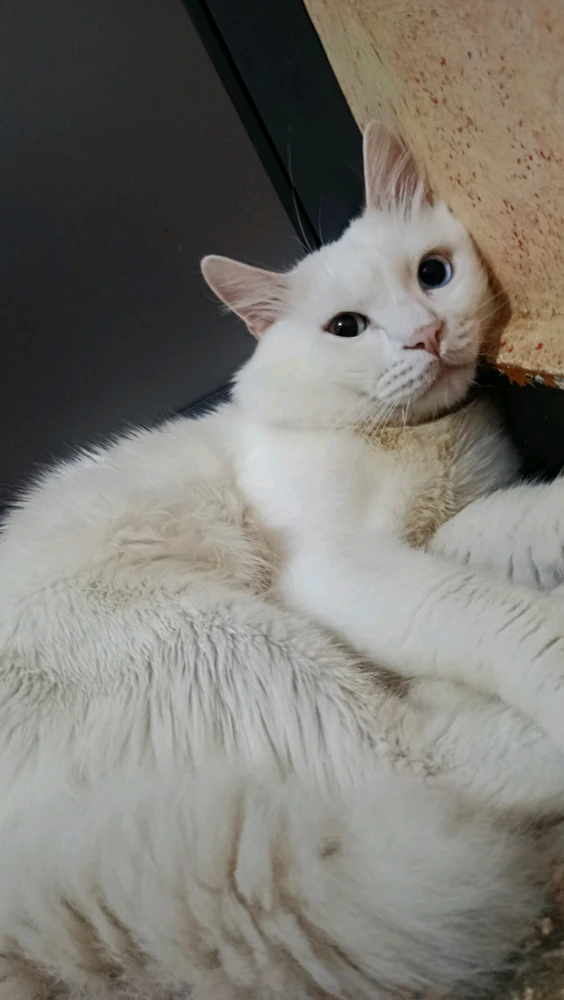 GIF încărcat de Kun iheb