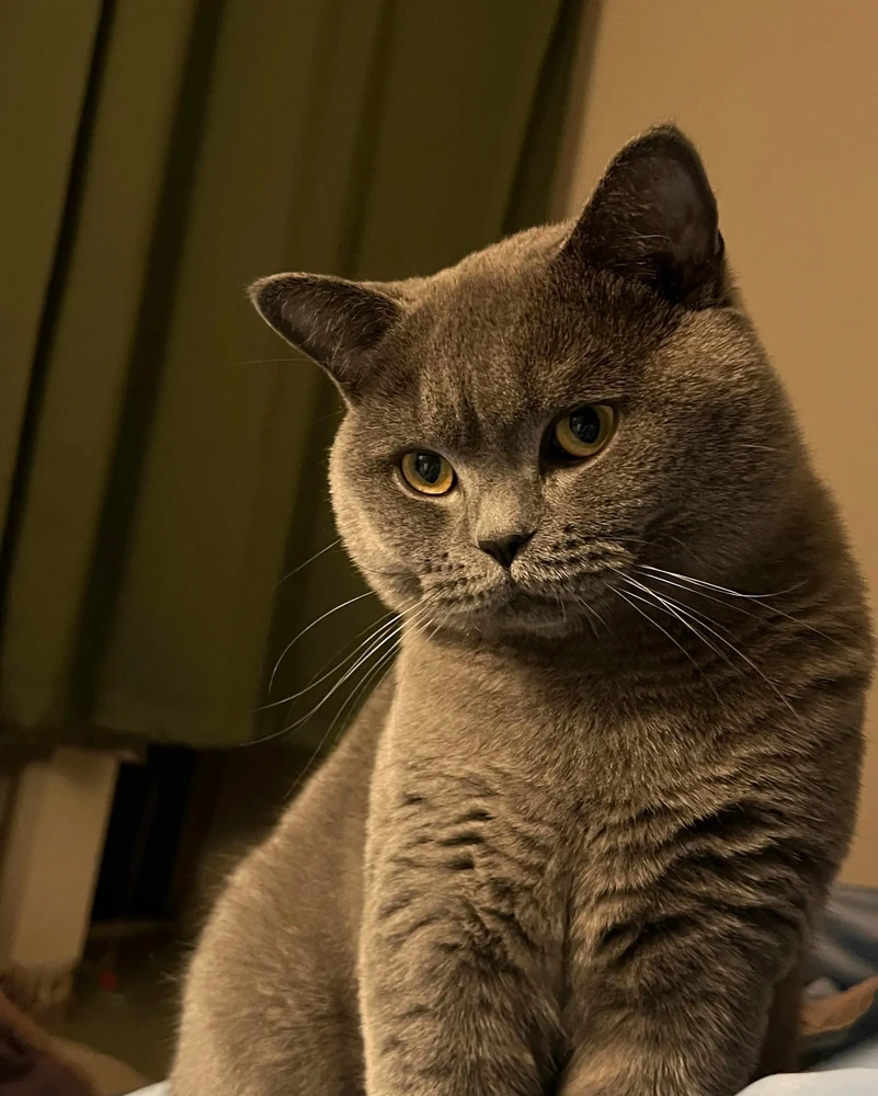 GIF încărcat de 林