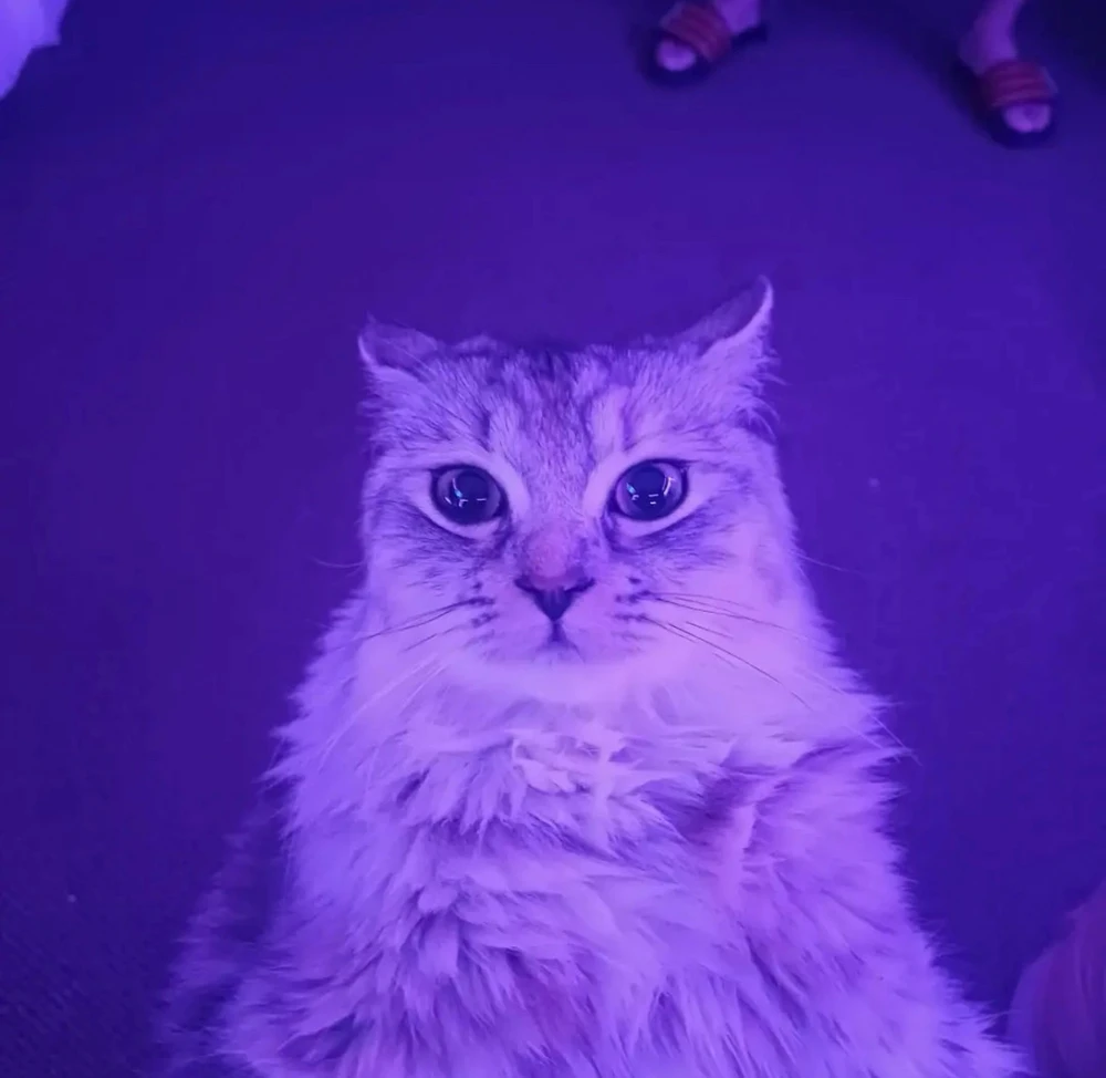GIF încărcat de Val