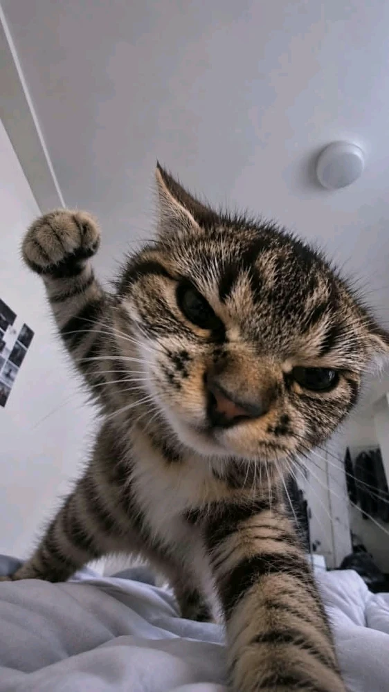 GIF încărcat de Ruddy Martinez Reyes
