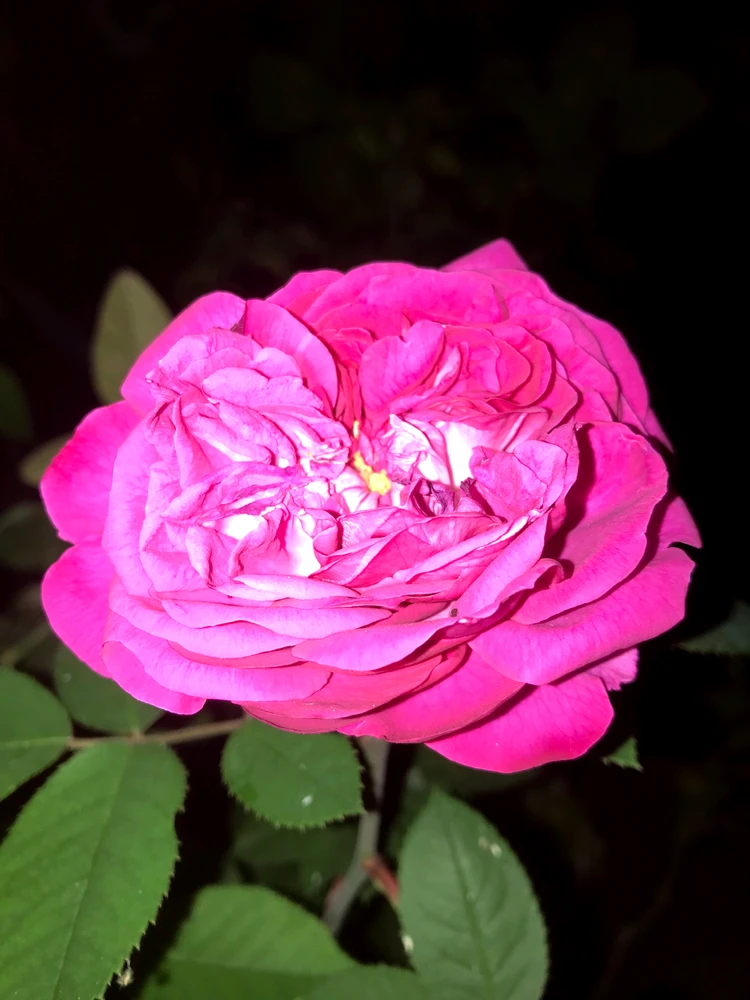 GIF uploaded by Hamdi