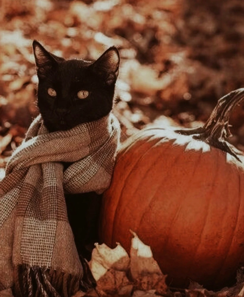 GIF жүктеген ✨M✨