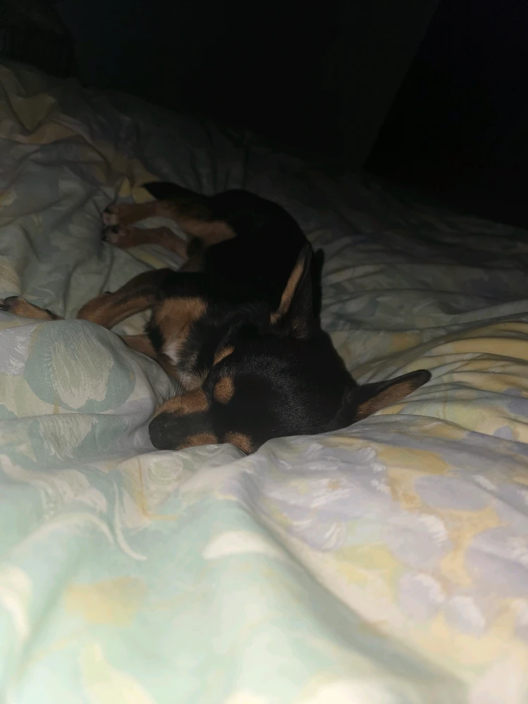 GIF uploaded by DezzieDee