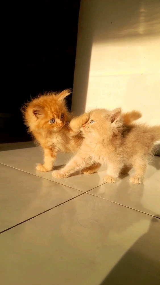 GIF naložil Frissy
