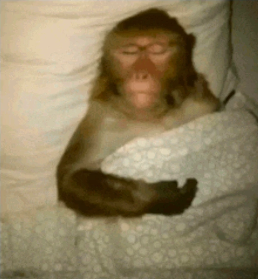 GIF učitao/la Kaisen