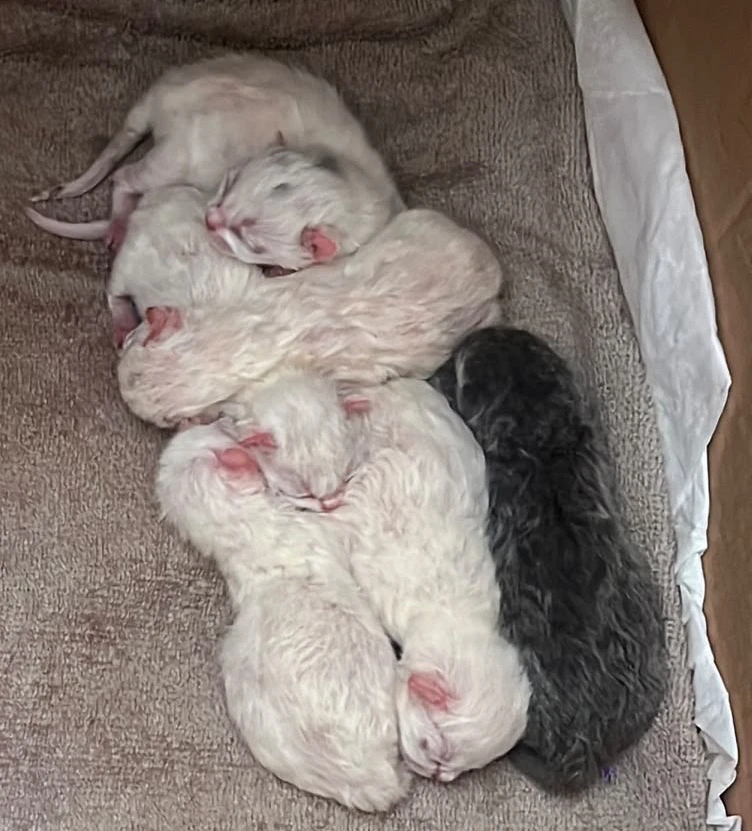 GIF uploaded by 𝕲𝖗𝖊𝖊𝖓