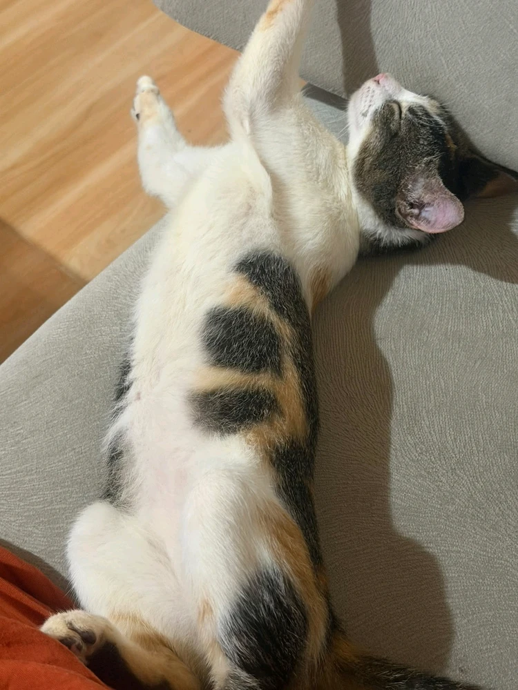 GIF uploaded by Mikan