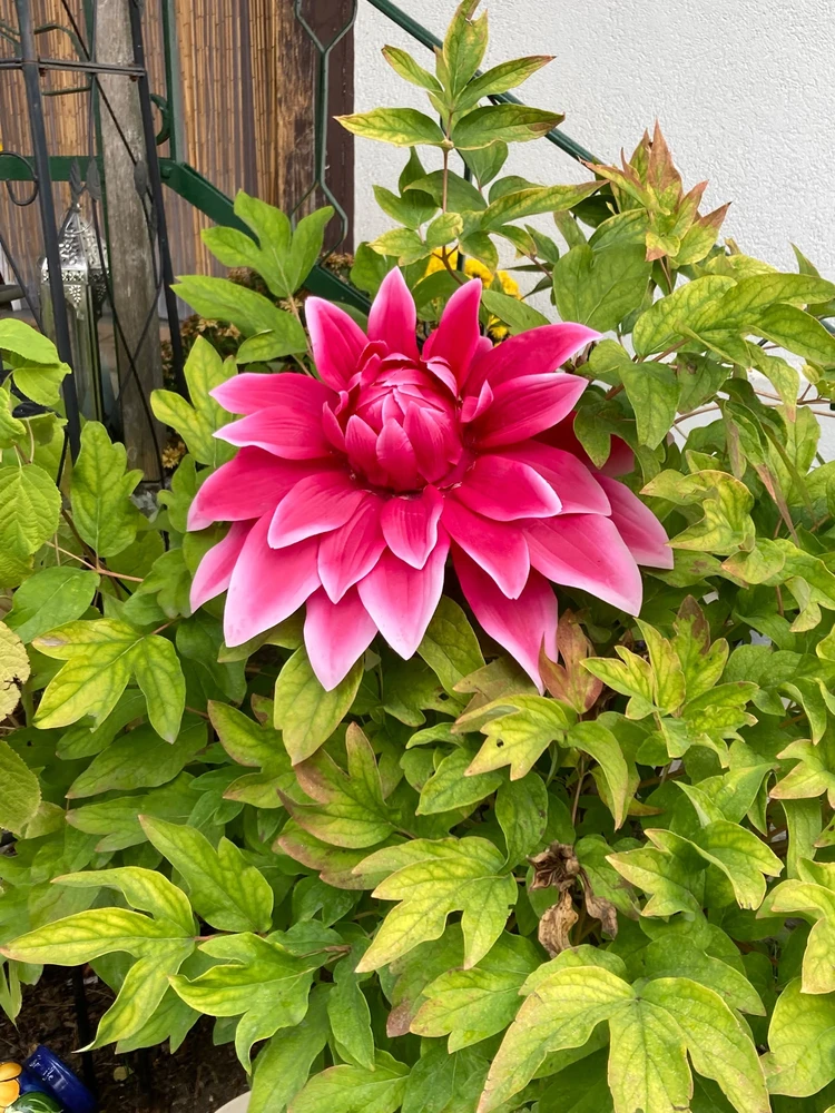 GIF uploaded by ℳℴ𝓇𝓃𝒾𝓃ℊ𝓈𝓉𝒶𝓇