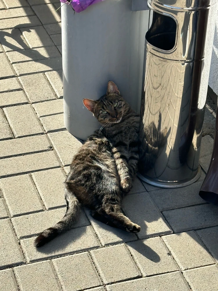 Гіфку завантажив Roly