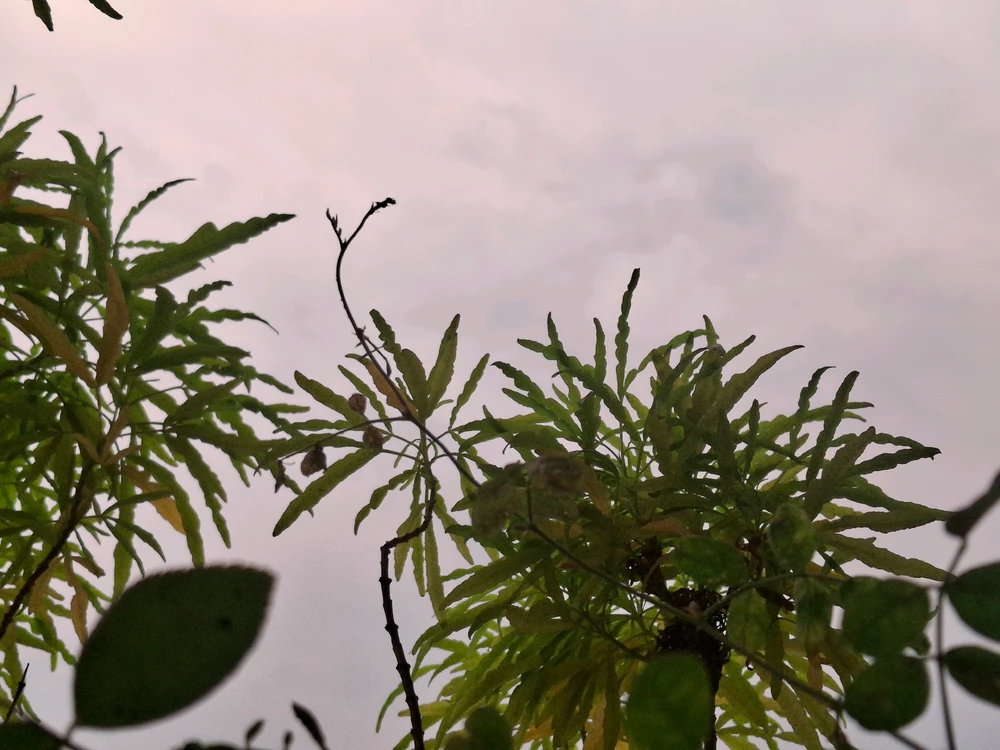 GIF diunggah ku Prasad